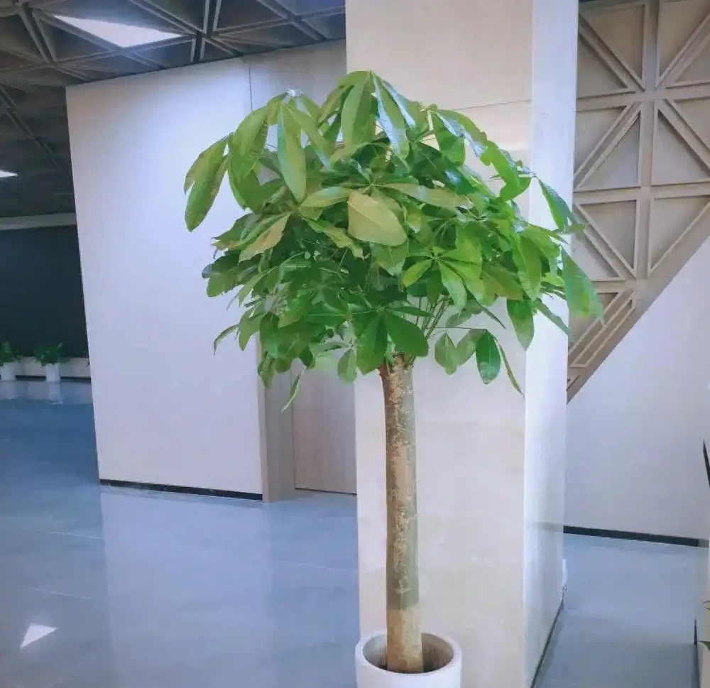 室內綠植推薦:五種適合家庭種植的植物