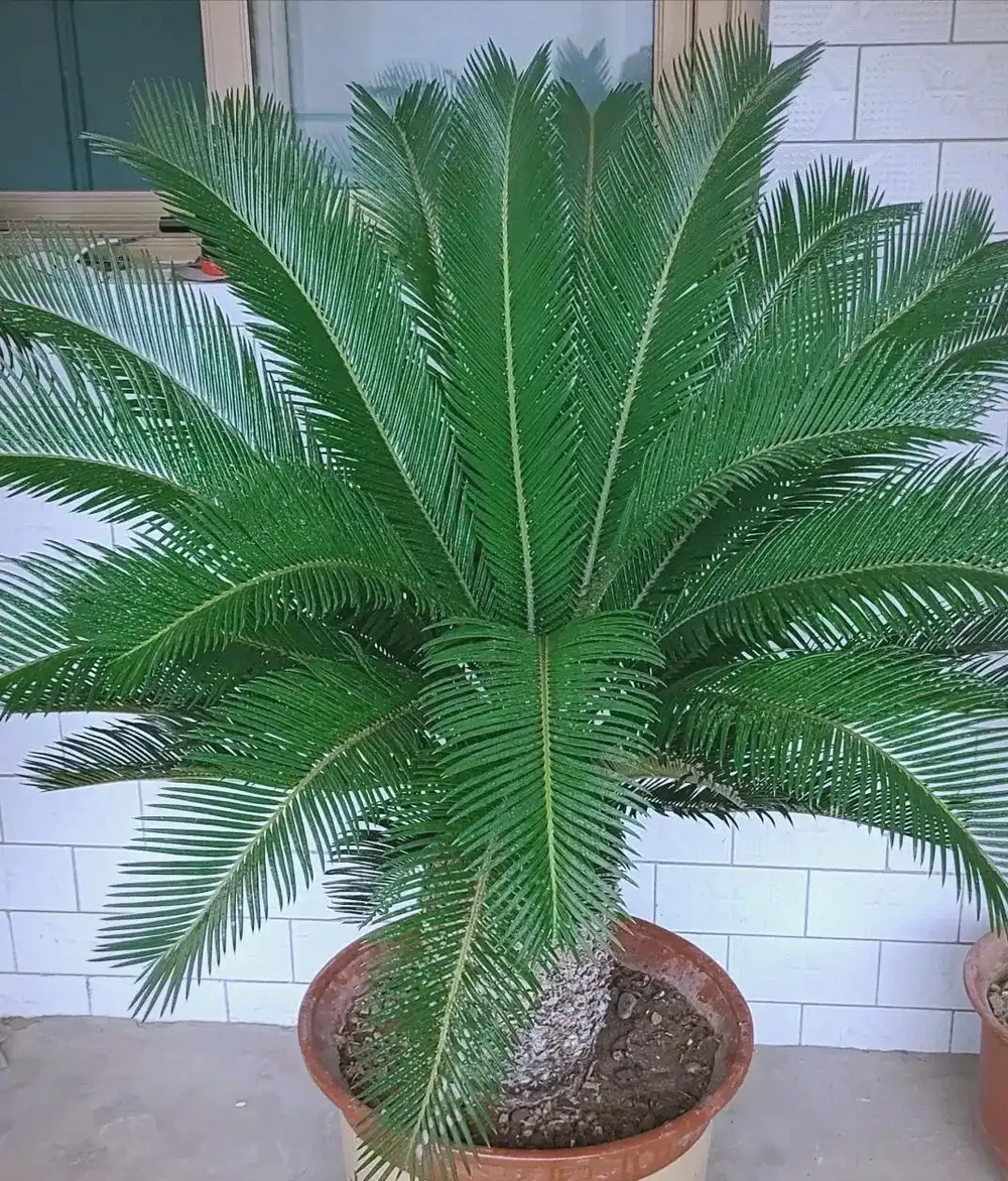 室內綠植推薦:五種適合家庭種植的植物