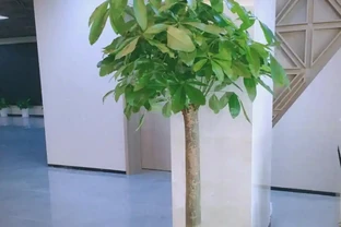 室內綠植推薦：五種適合家庭種植的植物