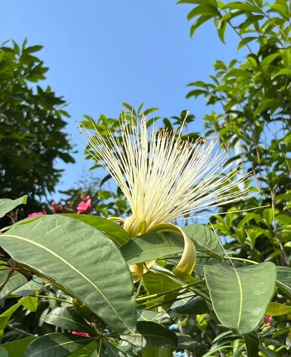 發財樹花