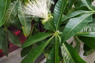 發財樹會開花嗎？揭秘「招財樹」的隱藏技能，教你輕鬆養出吉祥花