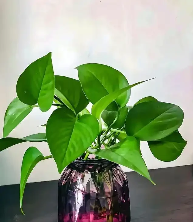 水耕黃金葛總黃葉?我用5招養出瀑布綠,根壯葉亮全靠它!