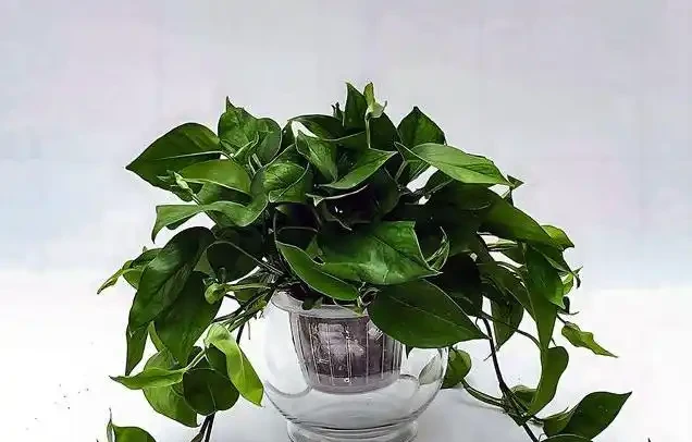 水耕黃金葛總黃葉?我用5招養出瀑布綠,根壯葉亮全靠它!