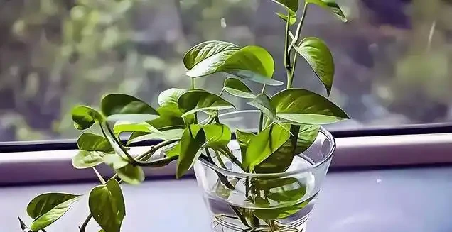 水耕黃金葛總黃葉?我用5招養出瀑布綠,根壯葉亮全靠它!