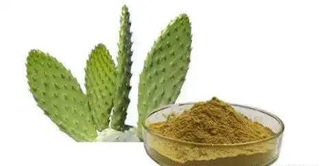 仙人掌多久澆一次水