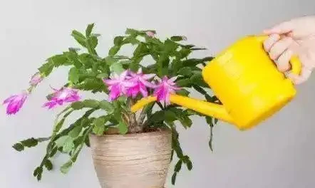 仙人掌多久澆一次水