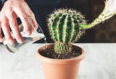 仙人掌多久澆一次水
