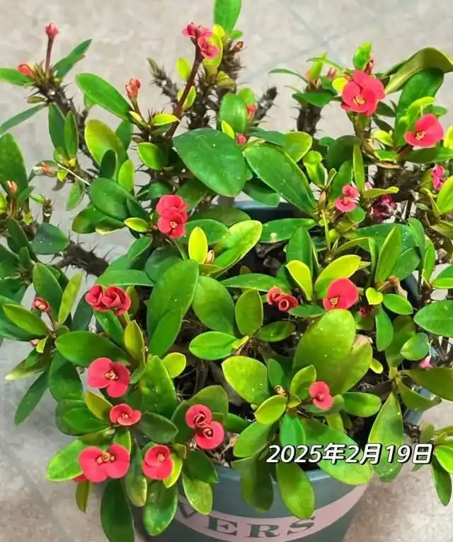 一年到頭都能開花的5種花,種一次就可以,養「一輩子」都不會膩