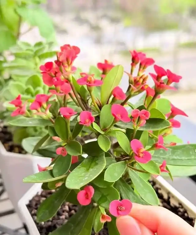 一年到頭都能開花的5種花,種一次就可以,養「一輩子」都不會膩