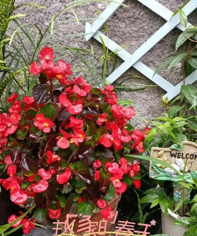 一年到頭都能開花的5種花,種一次就可以,養「一輩子」都不會膩