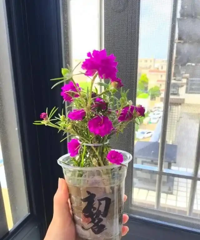 一年到頭都能開花的5種花,種一次就可以,養「一輩子」都不會膩