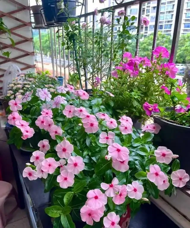 一年到頭都能開花的5種花,種一次就可以,養「一輩子」都不會膩