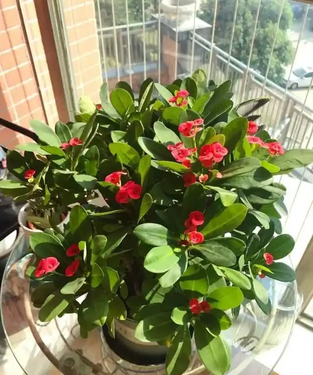 一年到頭都能開花的5種花,種一次就可以,養「一輩子」都不會膩