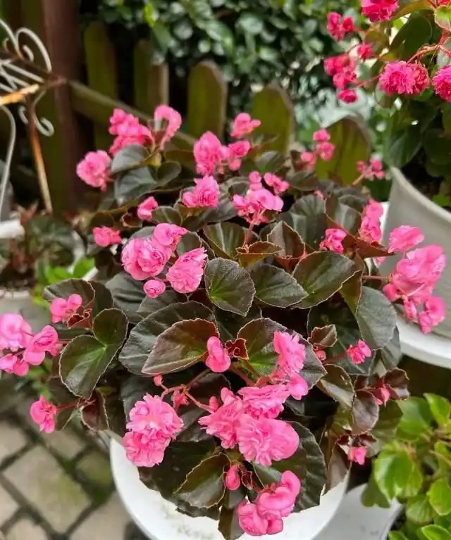 一年到頭都能開花的5種花,種一次就可以,養「一輩子」都不會膩