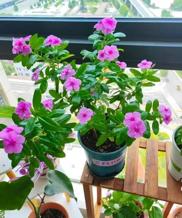一年到頭都能開花的5種花,種一次就可以,養「一輩子」都不會膩