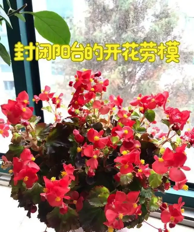 一年到頭都能開花的5種花,種一次就可以,養「一輩子」都不會膩