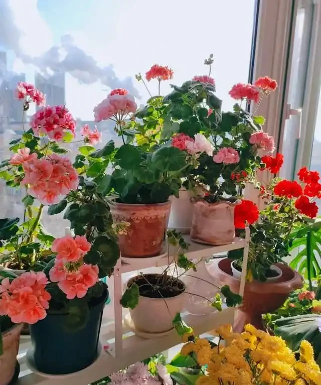 一年到頭都能開花的5種花,種一次就可以,養「一輩子」都不會膩