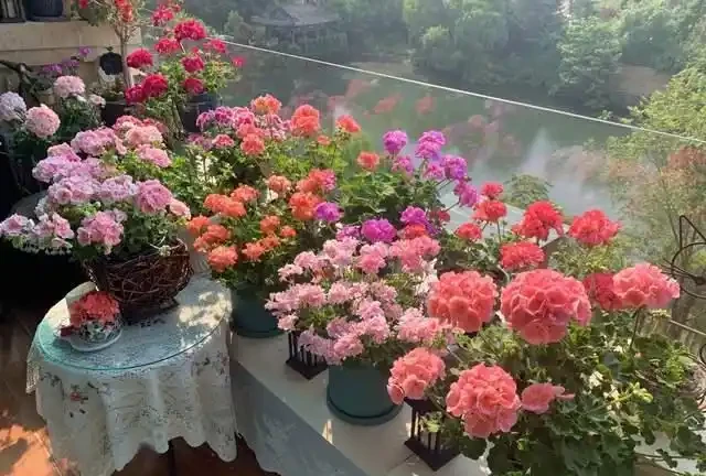 一年到頭都能開花的5種花,種一次就可以,養「一輩子」都不會膩
