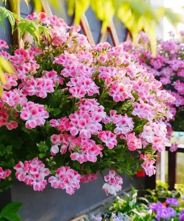 一年到頭都能開花的5種花,種一次就可以,養「一輩子」都不會膩
