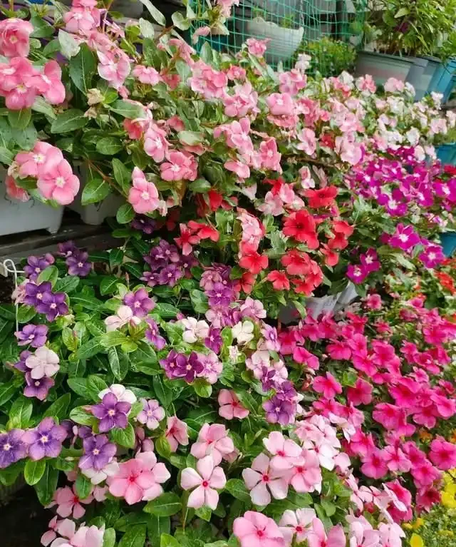 一年到頭都能開花的5種花,種一次就可以,養「一輩子」都不會膩