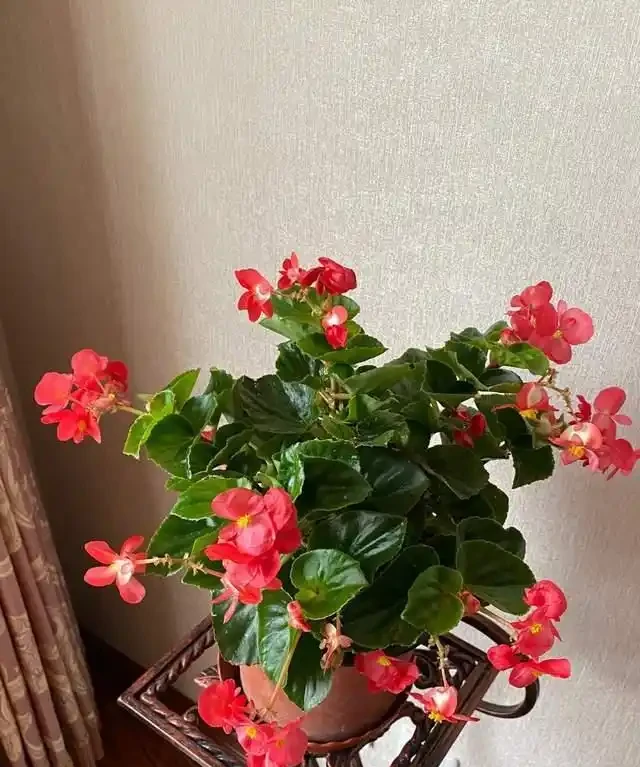 一年到頭都能開花的5種花,種一次就可以,養「一輩子」都不會膩