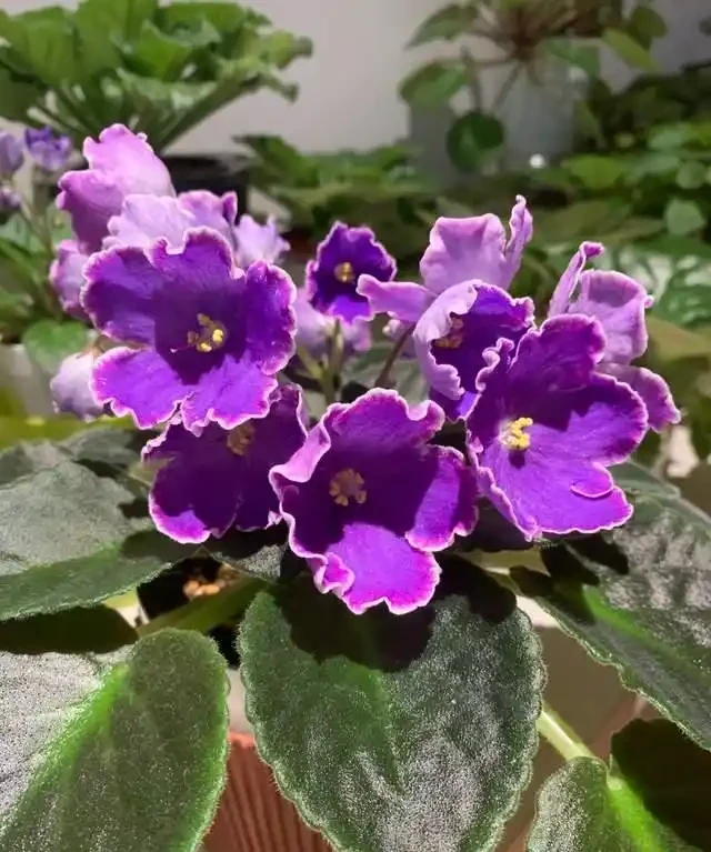 一年到頭都能開花的5種花,種一次就可以,養「一輩子」都不會膩