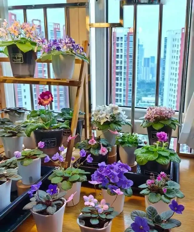 一年到頭都能開花的5種花,種一次就可以,養「一輩子」都不會膩