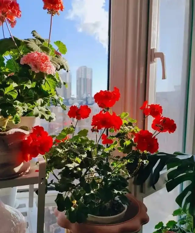 一年到頭都能開花的5種花,種一次就可以,養「一輩子」都不會膩