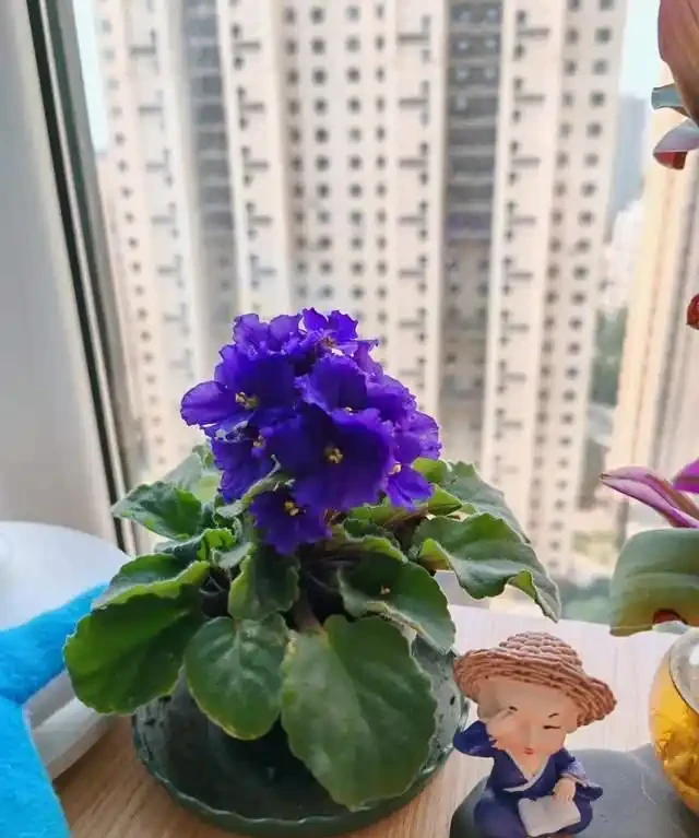 一年到頭都能開花的5種花,種一次就可以,養「一輩子」都不會膩
