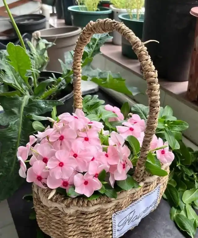 一年到頭都能開花的5種花,種一次就可以,養「一輩子」都不會膩