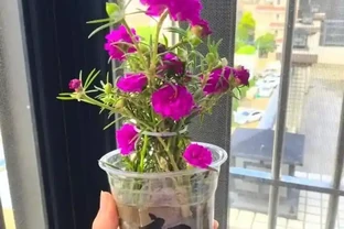 一年到頭都能開花的5種花，種一次就可以，養「一輩子」都不會膩