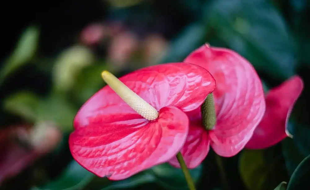 火鶴花葉子為何會發黃焦邊乾枯?可能與溫度、養分、光照有關