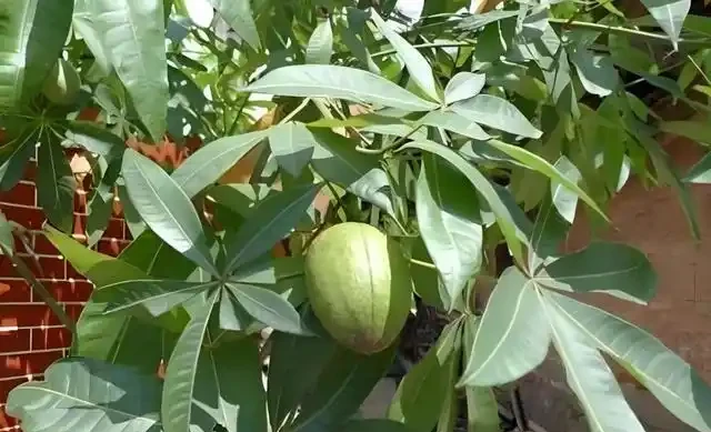 發財樹有「5怕」，趕緊避開它，才能越養越旺，開花結果！