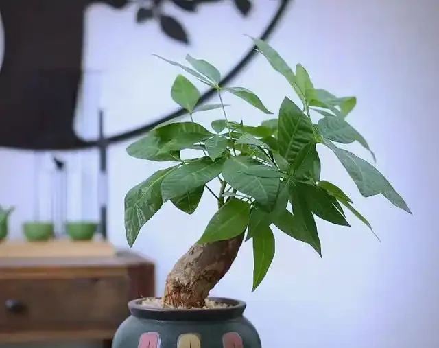 發財樹有「5怕」，趕緊避開它，才能越養越旺，開花結果！