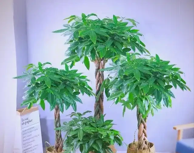 發財樹有「5怕」，趕緊避開它，才能越養越旺，開花結果！