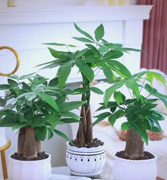 發財樹有「5怕」，趕緊避開它，才能越養越旺，開花結果！