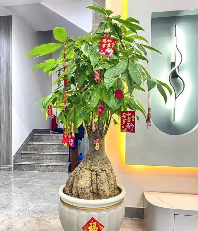 發財樹有「5怕」，趕緊避開它，才能越養越旺，開花結果！