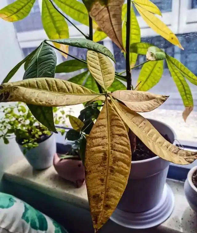 發財樹有「5怕」，趕緊避開它，才能越養越旺，開花結果！