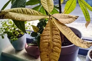 發財樹有「5怕」，趕緊避開它，才能越養越旺，開花結果！