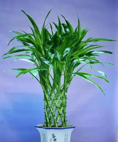 萬年竹水插葉子發黃咋整?這些招兒快試試!