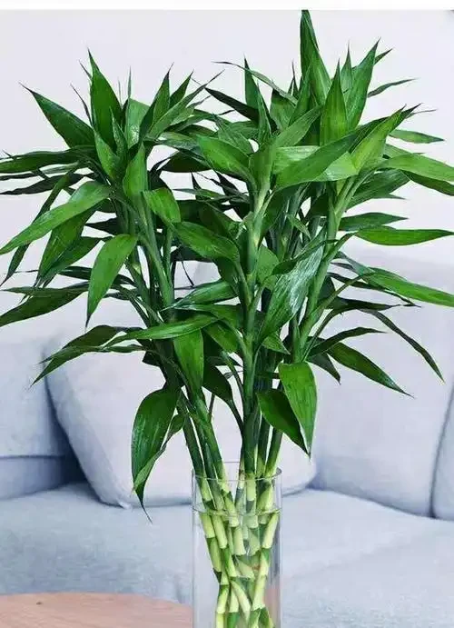 萬年竹水插葉子發黃咋整?這些招兒快試試!