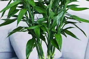 萬年竹水插葉子發黃咋整？這些招兒快試試！