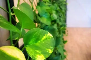 房間放黃金葛的5大神奇功效！第3個讓醫生都驚訝