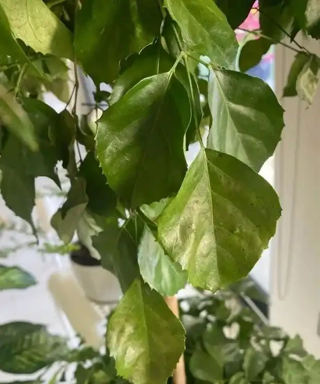 光照與溫溼突變