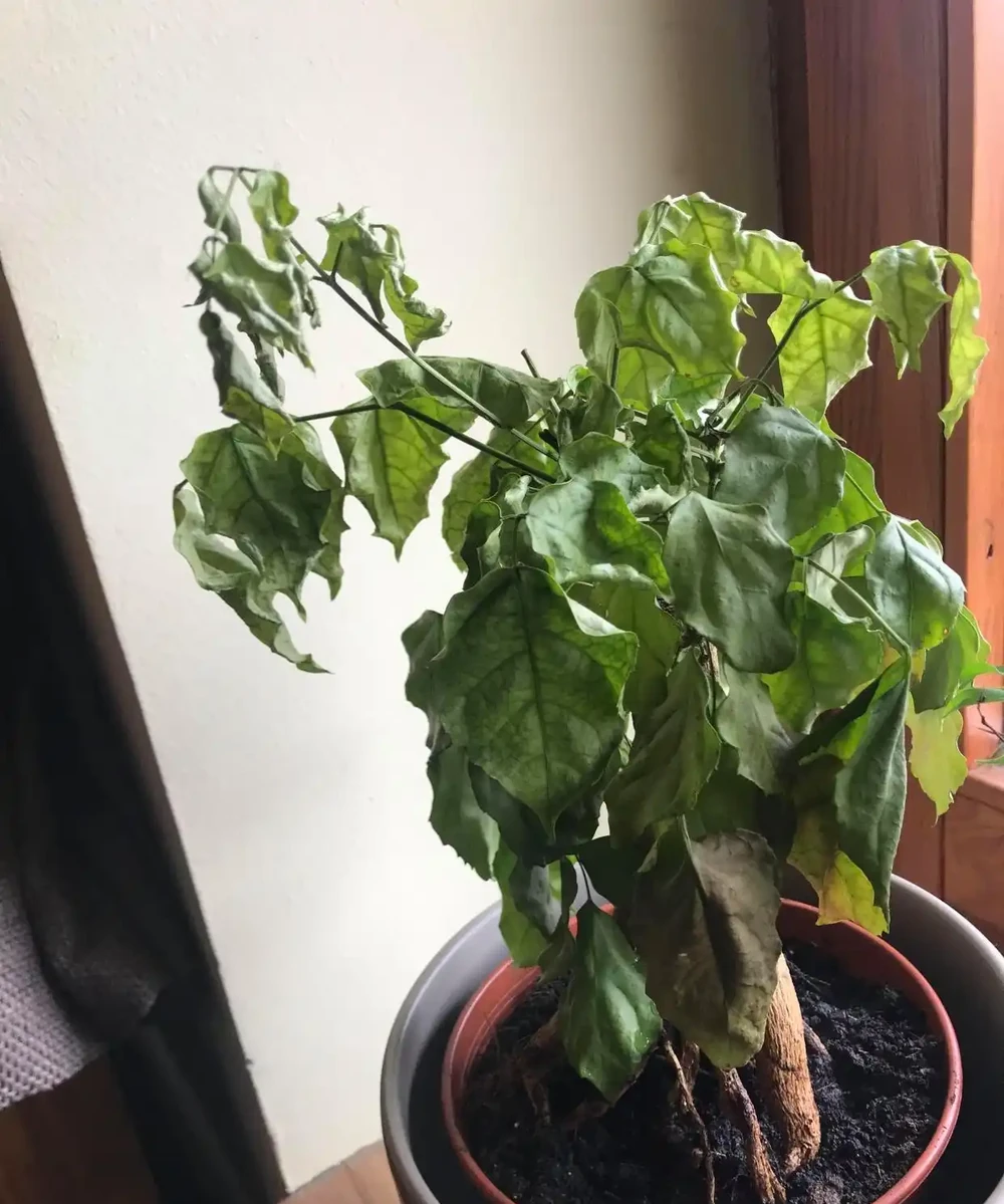 幸福樹樹葉乾枯掉落