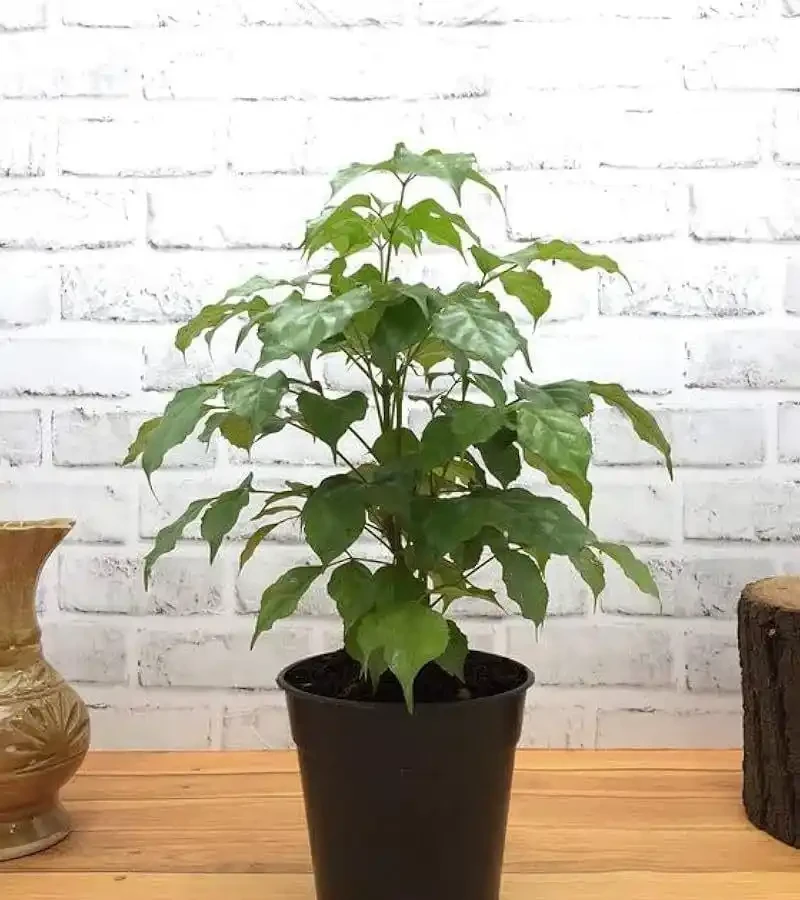 排水最佳化