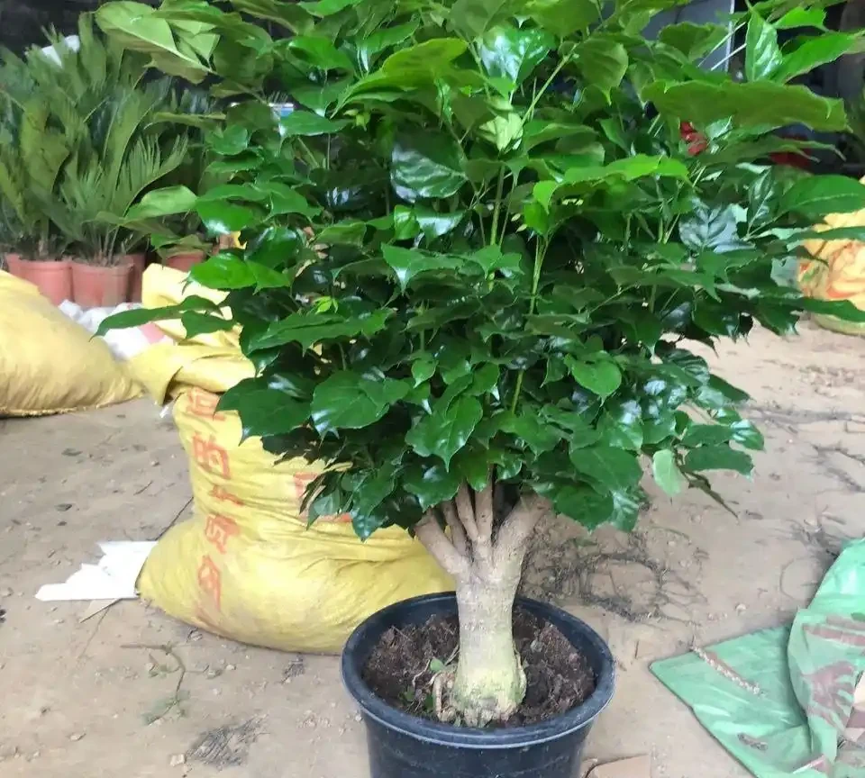 光照與溫控同步