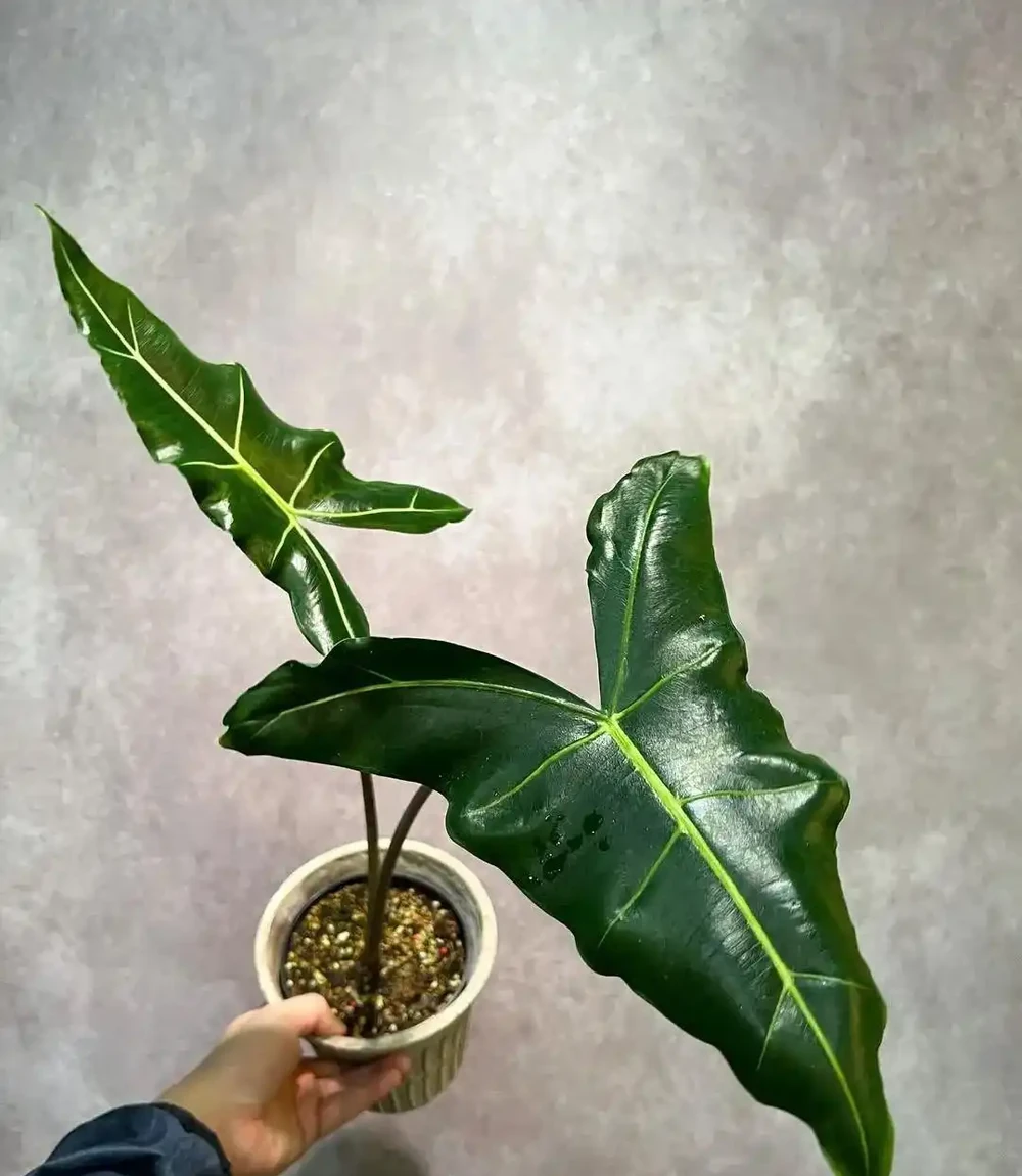 薩利安海芋為啥能成為網紅綠植,它有什麼養護難點?