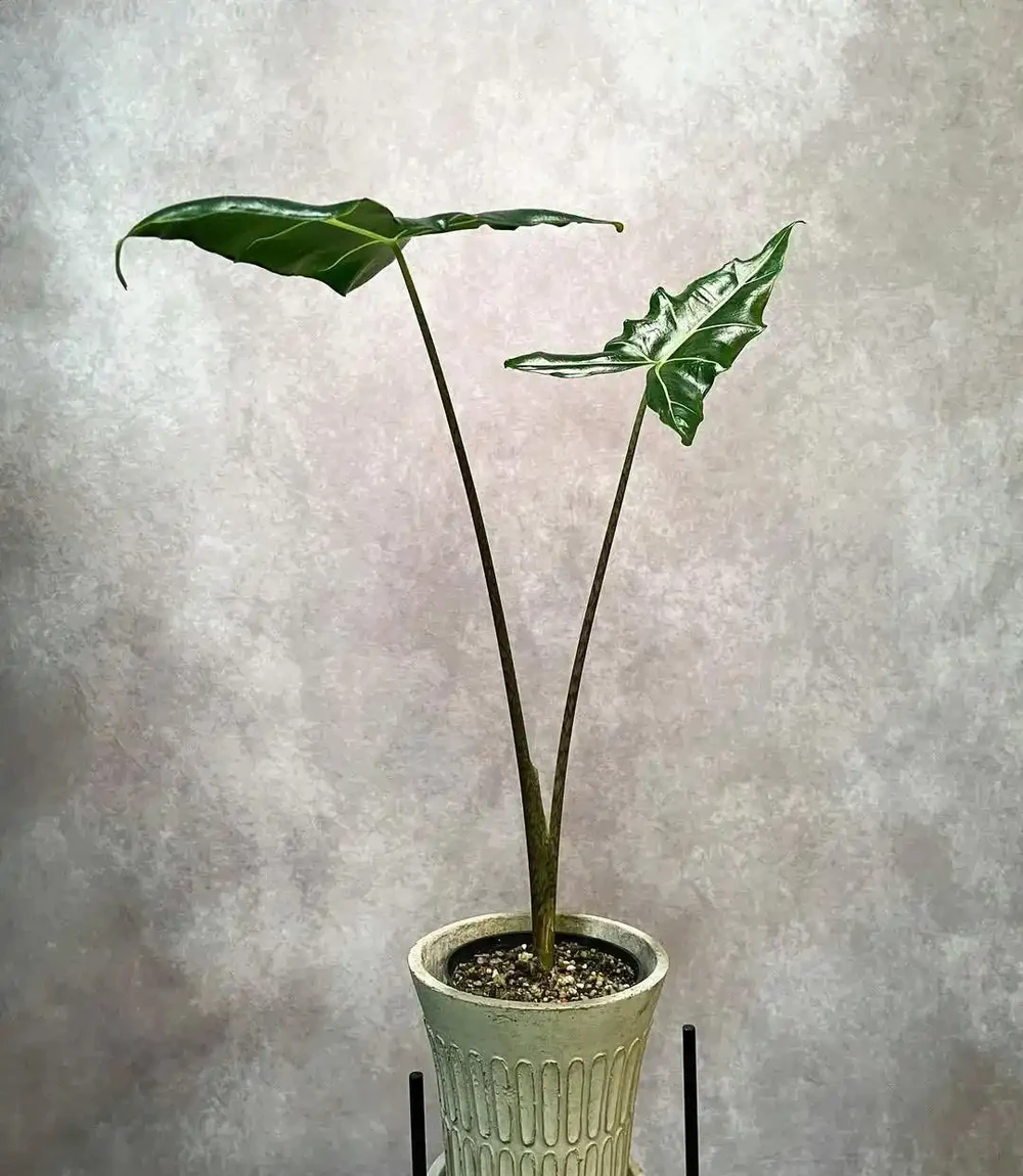 薩利安海芋為啥能成為網紅綠植,它有什麼養護難點?