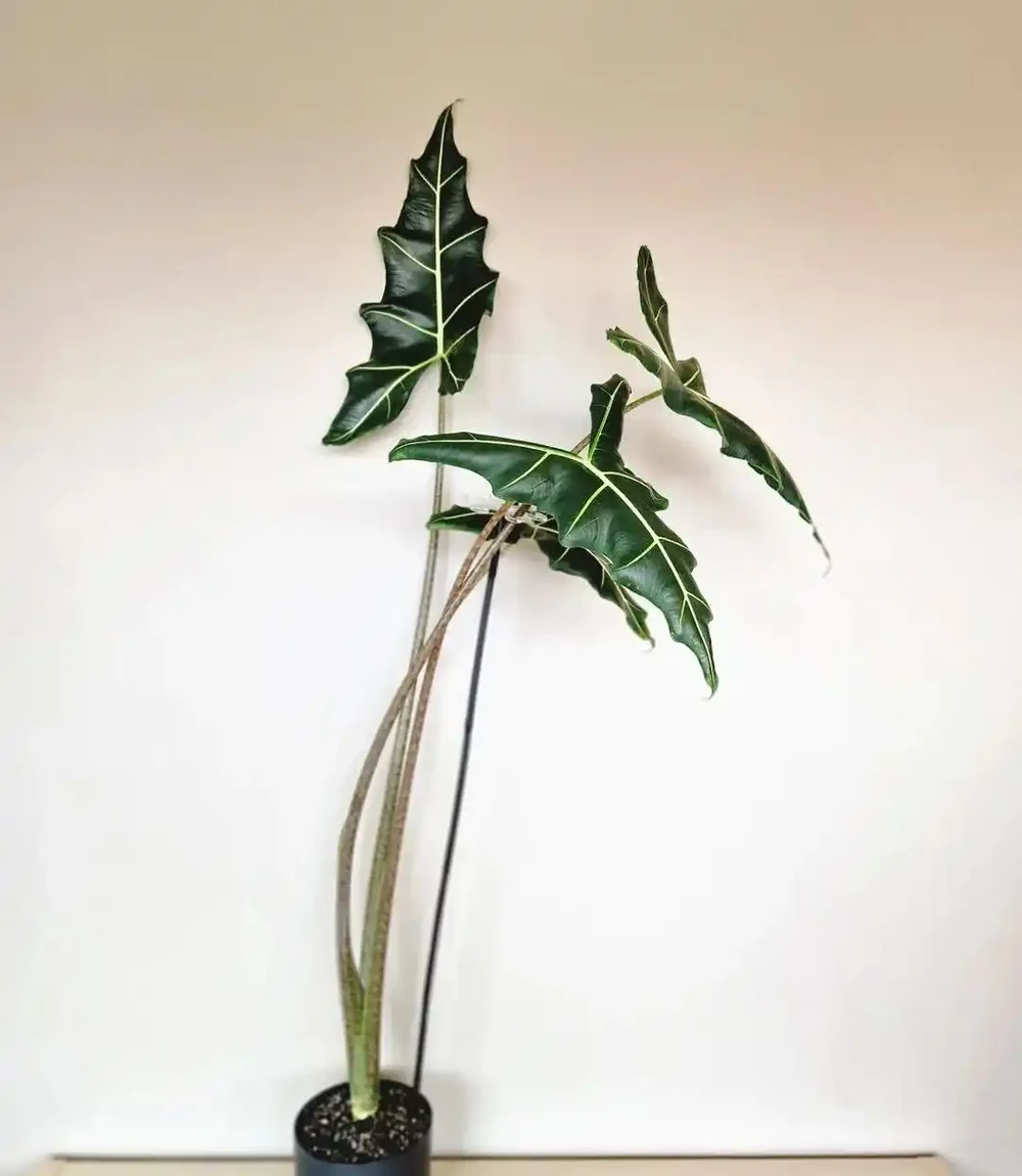 薩利安海芋為啥能成為網紅綠植,它有什麼養護難點?